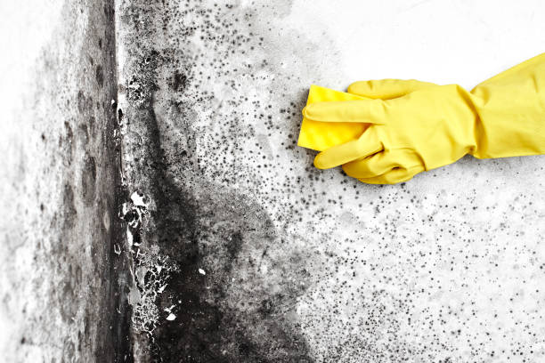 Best Black Mold Remediation in Oak Leaf, TX