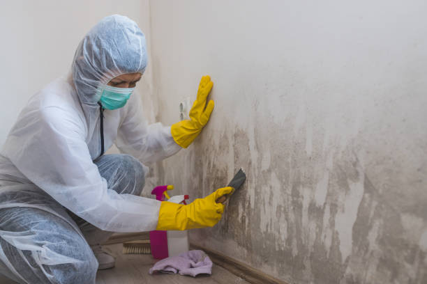 Best Health and Safety Mold Remediation in Oak Leaf, TX