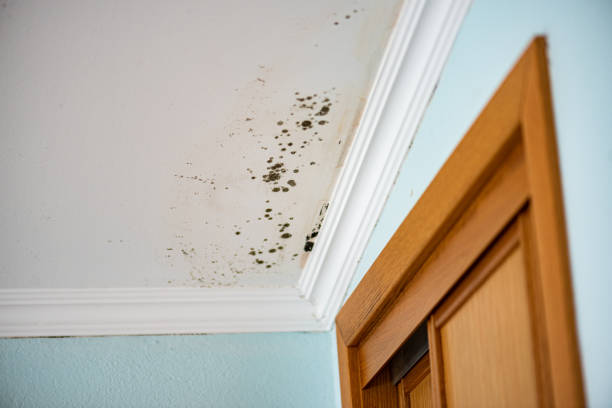 Best Basement Mold Remediation in Oak Leaf, TX