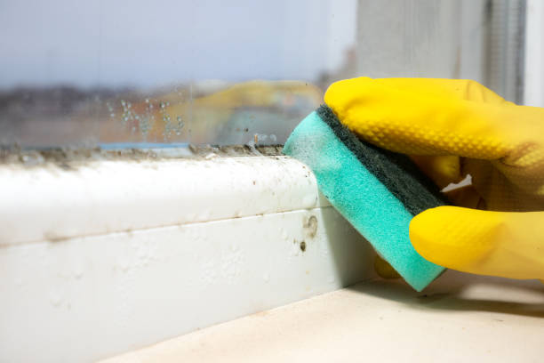 Best Post-Flood Mold Remediation in Oak Leaf, TX