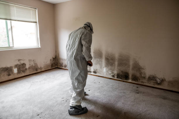 Best DIY Mold Remediation Support Services in Oak Leaf, TX