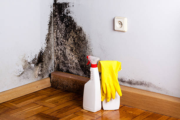 Best Residential Mold Remediation in Oak Leaf, TX