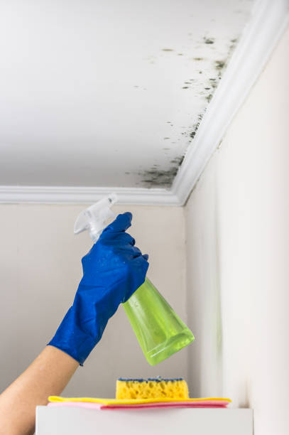 Best Insurance-Related Mold Remediation in Oak Leaf, TX