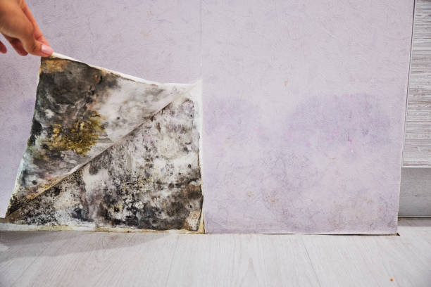 Best Attic Mold Remediation in Oak Leaf, TX